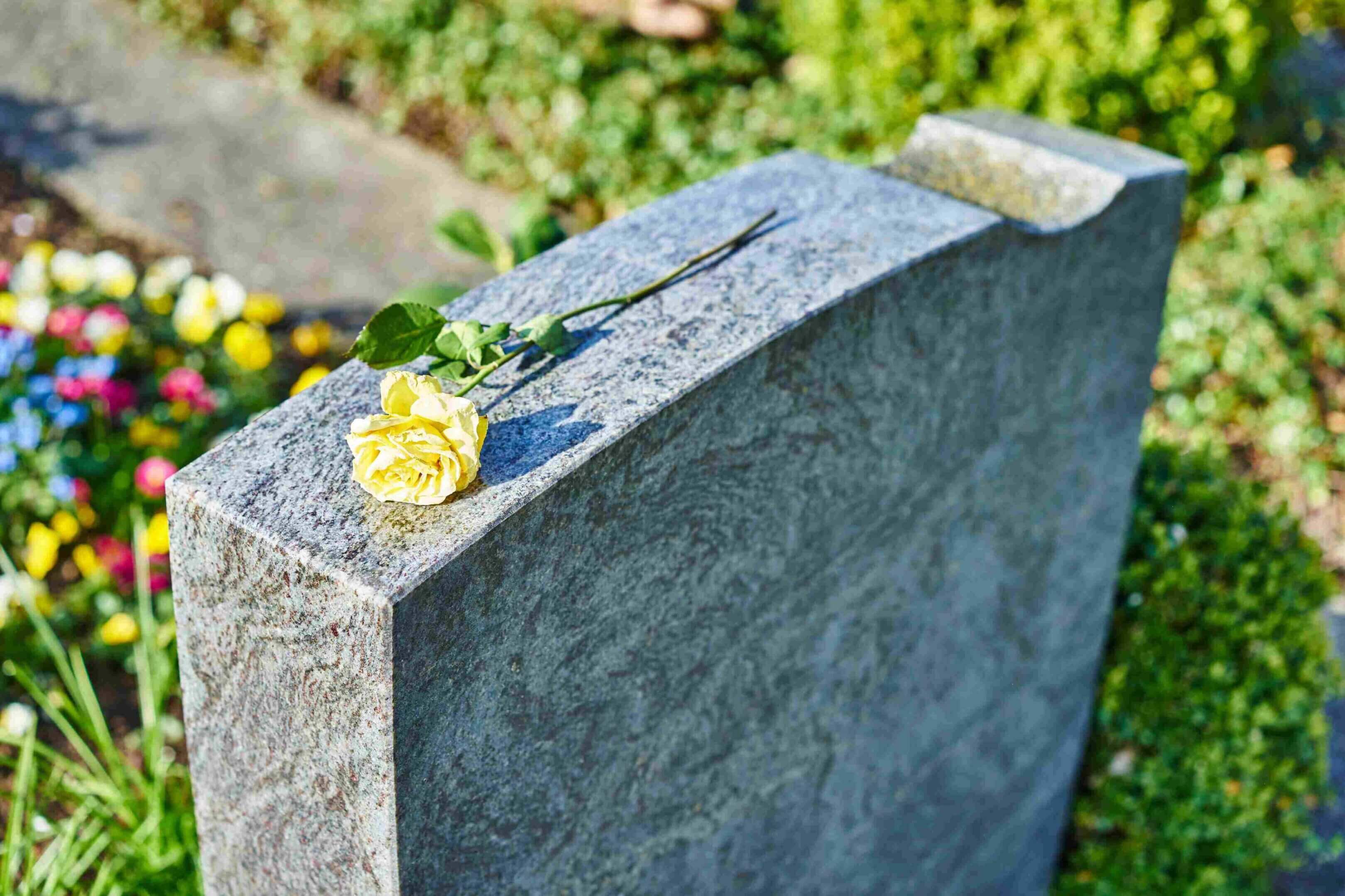 Yellow rose on a grave in sunlight.