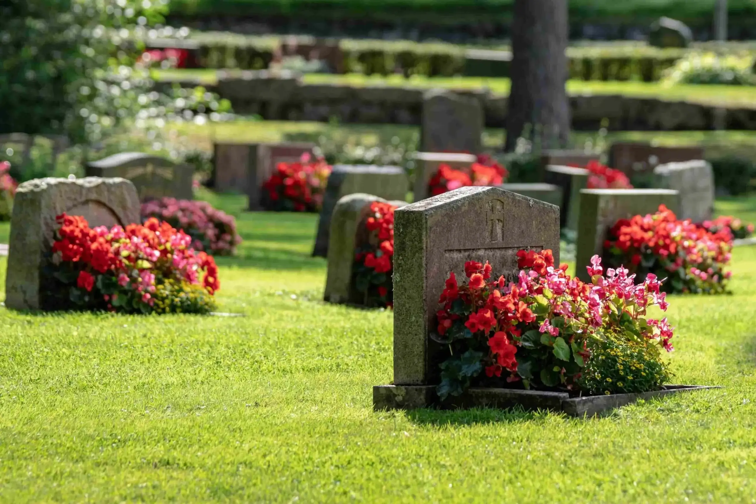 Rows of headstones with red flowers